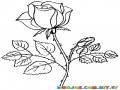 Dibujo De Una Rosa Para Pintar Y Colorear