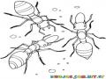 Dibujo De Zompopos Para Pintar Y Colorear 3 Hormigas Gigantes