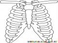 Costillas Y Claviculas Del Cuerpo Humano Dibujo De Caja Toraxica Para Pintar Y Colorear Los Huesos Del Torax