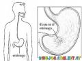 Gastritis Ulceras Pepticas Dibujo De Ulcera Gastrica En El Estomago Para Pintar Y Colorear