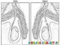 Vasectomia Opercion De Infertilidad Dibujo De La Basectomia Antes Y Despues Para Pintar Y Colorear