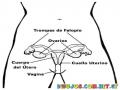 Sistema Reprodutor Femenino Dibujo De La Matriz Las Trompas De Falopio Ovarios Utero Y Vagina Para Pintar Y Colorear