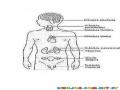 Sistema Endocrinologico Examinado Por Medicos Endocrinologos Dibujo Para Imprimir Pintar Y Colorear Las Glandulas Del Sistema Endocrino Humano