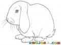 Dibujo De Conejo Triste Con Las Orejas Caidas Para Pintar Y Colorear