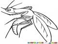 Dibujo De Zancudo Para Pintar Y Colorear Mosquito Gigante