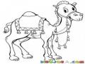 Dibujo De Camellito Para Pintar Y Colorear A Un Camello Con Alfombra Y Freno