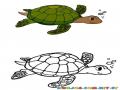 Colorear una tortuga con muestra