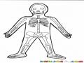 Dibujo De Los Huesos Del Cuerpo Humano Para Pintar Y Colorear