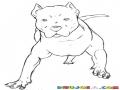 Dibujo De Perro Pitbull Al Ataque Para Pintar Y Colorear