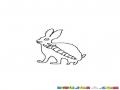 Dibujo De Conejo Con Una Zanahoria En El Estomago Para Pintar Y Colorear Rayos X De Un Conejito