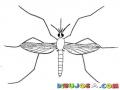 Dibujo De Mosquito Para Pintar Y Colorear Aeges Egipty