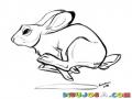 Echohuevo Dibujo De Conejo Echo Pistola Corriendo A Toda Velocidad Para Pintar Y Colorear