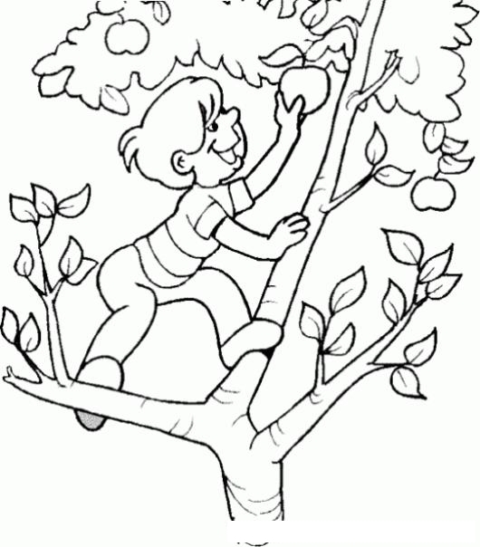 Manzanas Rojas Dibujo De Nino Cortando Manzanas De Un Manzano Para
