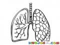 Anatomia De Los Pulmones Dibujo De Pulmones Para Pintar Y Colorear Pulmones Sanos