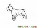 Como Dibujar Un Perro Pitbull Para Pintar Y Colorear
