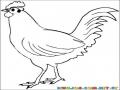 Dibujo de un gallo para pintar