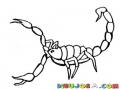 Dibujo De Alacran Para Pintar Y Colorear Un Escorpion Venenoso