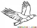 Dibujo De Aguila Volando Para Pintar Y Colorear