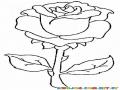 Dibujo de una Rosa