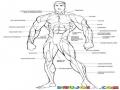 Sistema Muscular Para Colorear Los Musculos Del Cuerpo Humano Dibujo De Hombre Musculoso