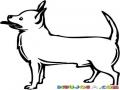 Chiguaguita Macho Dibujo De Perrito Chiguagua Para Pintar Y Colorear Perro De Quiero Taco