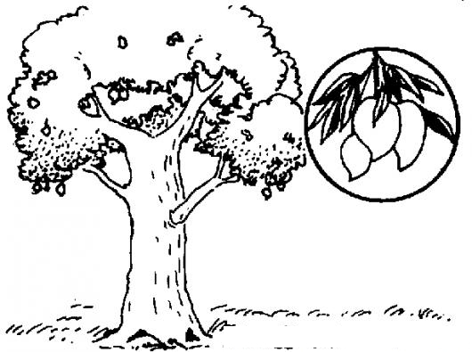 PALO DE MANGO DIBUJO DE UN ARBOL DE MANGOS PARA PINTAR Y COLOREAR