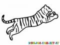 Colorear Tigre