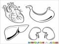 Organos Vitales Para Pintar Y Colorear Dibujo Del Corazon Estomago Higado Y Rinones