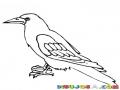 Zanatezanate Dibujo De Un Zanate Para Pintar Y Colorear Cuervo Negro