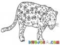 Dibujo De Un Leopardo Para Colorear