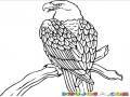Dibujo De Aguila Sobre Una Rama Para Pintar Y Colorear