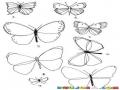 Dibujo De Distintos Tipos De Mariposas Para Pintar Y Colorer
