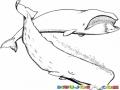 Colorear Ballenas Cachalotes
