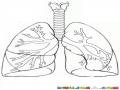 Dibujo Del Sistema Pulmonar Para Pintar Y Colorear