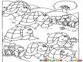 Carrera De Tortugas Dibujo De 6 Tortugas Para Pintar Y Colorear