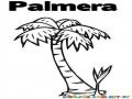 Colorear Palmera