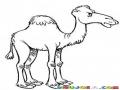Dibujo De Camello Enojado Para Colorear