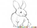 Dibujo De Conejo Timido Para Pintar Y Colorear