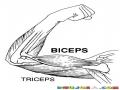Biceps Y Triceps Dibujo De Los Musculos Del Brazo Para Pintar Y Colorear