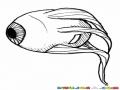 Dibujo De Ojo Con Nervios Y Musculos Para Pintar Y Colorear La Anatomia De Un Ojo