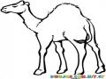 Colorear Camello