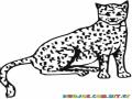 Colorear Leopardo