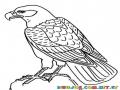 Colorear Aguila