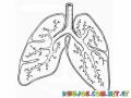 Colorear Sistema Pulmonar