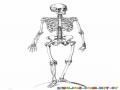 Colorear Esqueleto Humano Con Sus 206 Huesos