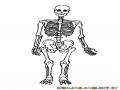 Clorear Los Huesos Del Cuerpo Humano