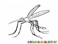 Colorear Mosquito