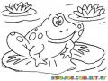 Dibujo Para Toddlers De Una Rana Flotando En Un Estanque