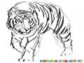 Dibujo A Mano De Un Tigre Para Colorear
