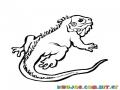 Dibujo De Iguana Para Colorear Y Pintar